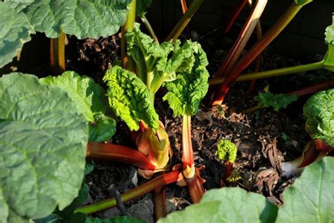 Rabarbarų rinkimas turguje