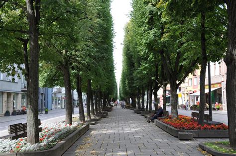 Gyvybinga Kauno Laisvės alėja su kavinėmis