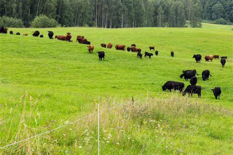 Kokybiškos jautienos gabalas paruošiamas brandinimui
