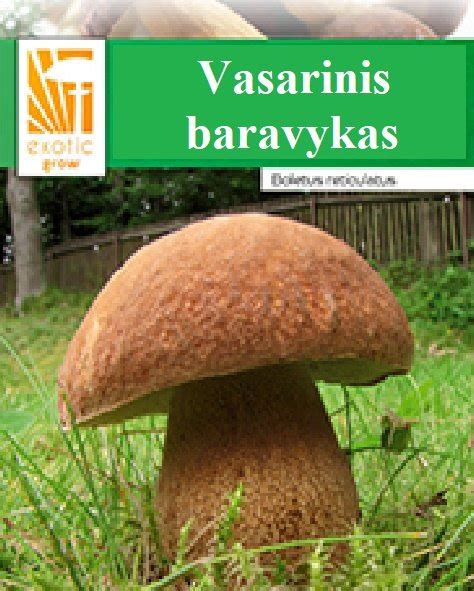 Vasarinių baravykų derlius miške