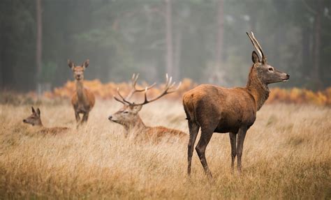 Laukinių gyvūnų įvairovė