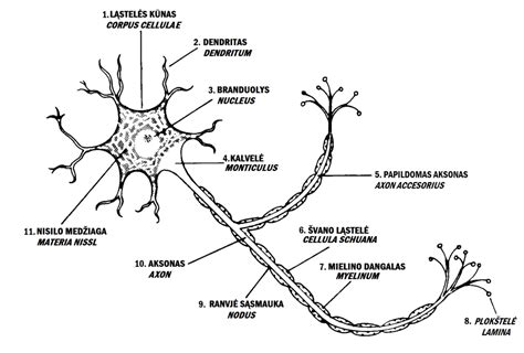 Neurono sandara ir funkcijos