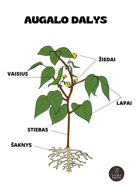 Anyžiaus augalo iliustracija