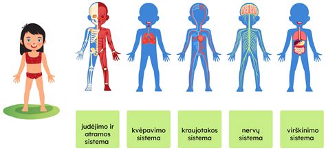 Virškinimo sistemos organų schema
