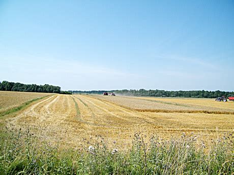 Biržų krašto javų laukai