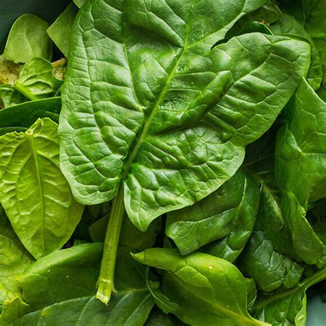 Švieži špinatų lapai