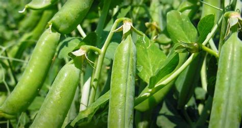 Žirnių ankščių auginimas