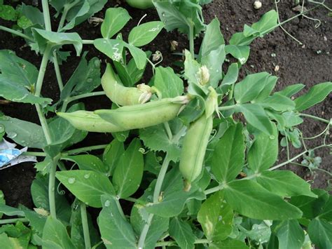 Šparaginių žirnių veislės